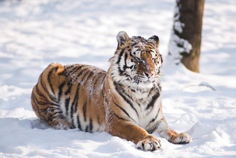 Szibériai tigris