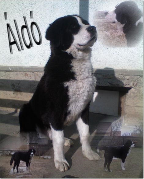 aldo