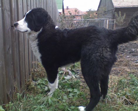 Áldó