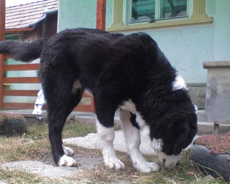 Áldó