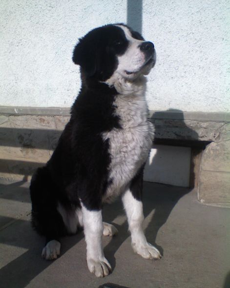 Áldó