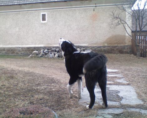 Áldó