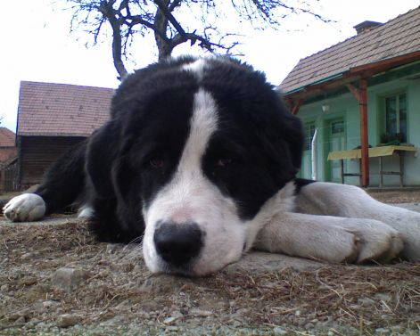 Áldó